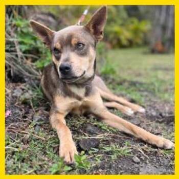 Mixed Breed Dogs Available for Adoption in Volcano, Hawaii - Dingo | PetCurious