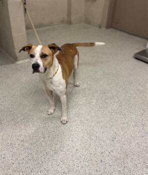 A429844 -  Pit Bull Terrier and Mixed Breed Dog for Adoption in Conroe, Texas - A429844 | PetCurious