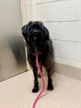 Affenpinscher and Mixed Breed Dogs Available for Adoption in Madison, Georgia - Ramsey | PetCurious