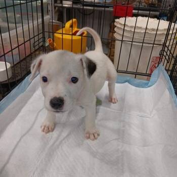 Chip -  Mixed Breed Dog for Adoption in Dover, Arkansas - Chip | PetCurious