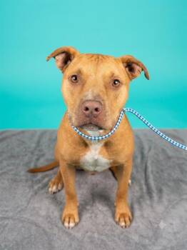 LOBSTER -  Mixed Breed Dog for Adoption in Jacksonville, Florida - LOBSTER | PetCurious