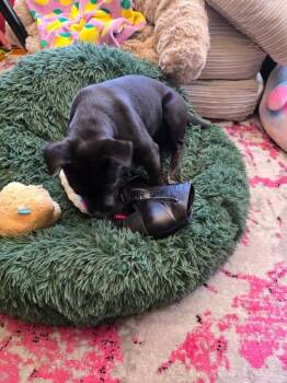 Tofu -  Australian Cattle Dog Blue Heeler and Pit Bull Terrier Dog for Adoption in Los Angeles, California - Tofu | PetCurious