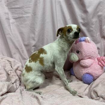CARAMEL -  Chihuahua Dog for Adoption in Modesto, California - CARAMEL | PetCurious