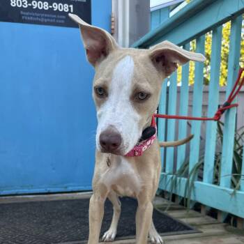 Begonia -  Mixed Breed Dog for Adoption in Columbia, South Carolina - Begonia | PetCurious