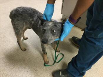 ELVIS -  Australian Cattle Dog Blue Heeler Dog for Adoption in Riverside, California - ELVIS | PetCurious