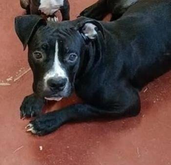 Casper -  Mixed Breed Dog for Adoption in Hobart, Indiana - Casper | PetCurious