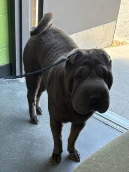 Rescue Shar Pei Dogs for Adoption in Lawrenceville, Georgia - Pen 161 Havanah | PetCurious