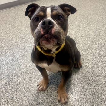 Bulldog and Mixed Breed Dogs Available for Adoption - Freeway | PetCurious