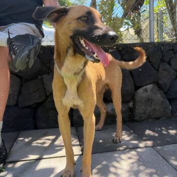 Nalo -  Belgian Shepherd Malinois and Mixed Breed Dog for Adoption in Keaau, Hawaii - Nalo | PetCurious