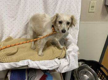 Chihuahua Dogs Available for Adoption in Modesto, California - JASPER | PetCurious