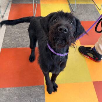 Spaghetti -  Mixed Breed Dog for Adoption in Philadelphia, Pennsylvania - Spaghetti | PetCurious