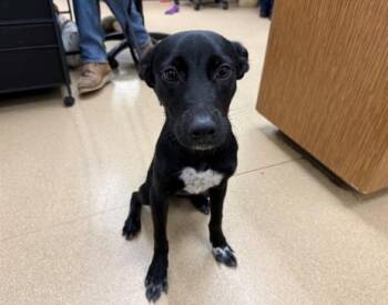 BLEU -  Labrador Retriever Dog for Adoption in San Clemente, California - BLEU | PetCurious