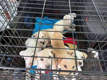 Labrador Retriever and Great Pyrenees Dogs Available for Adoption - Greek Gods And Goddesses: Ares | PetCurious