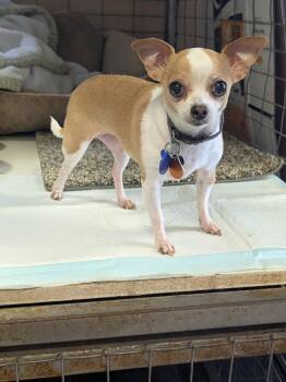 Posey -  Chihuahua Dog for Adoption in Coeur D