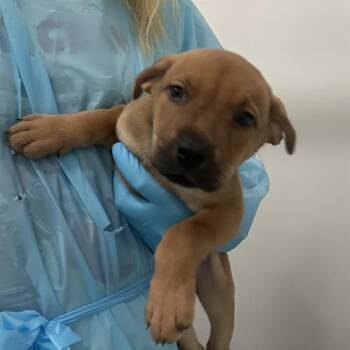 A808498 -  American Staffordshire Terrier Dog for Adoption in San Antonio, Texas - A808498 | PetCurious
