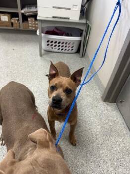 Pit Bull Terrier and Mixed Breed Dogs Available for Adoption in Pasadena, Texas - A184182 | PetCurious