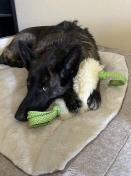 German Shepherd Dog Dogs Available for Adoption in Cupertino, California - Mira (RWC) | PetCurious