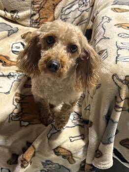 Bailey 8.8 lbs -  Poodle and Miniature Poodle Dog for Adoption in Antwerp, Ohio - Bailey 8.8 Lbs | PetCurious