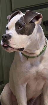 Rescue Pit Bull Terrier Dogs for Adoption in Germantown, Ohio - Slade | PetCurious