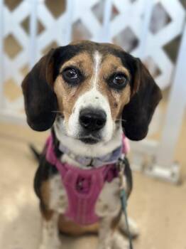 Beagle Dogs Available for Adoption in Mundelein, Illinois - Pandora | PetCurious