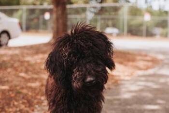 Standard Poodle and Mixed Breed Dogs Available for Adoption in North Charleston, South Carolina - 06502B Luna | PetCurious