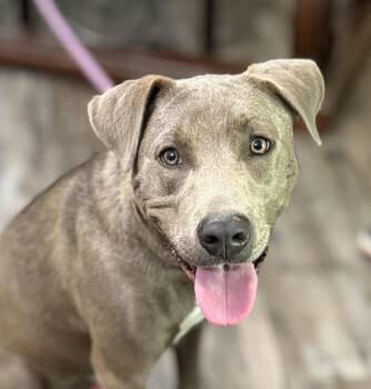 Knight -  Chocolate Labrador Retriever Dog for Adoption in Andover, Massachusetts - Knight | PetCurious
