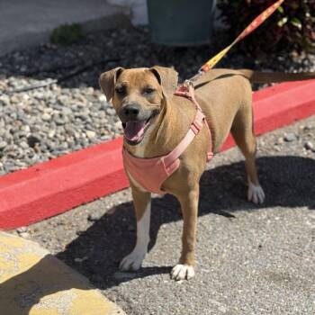 Labrador Retriever Dogs Available for Adoption in Woodstock, Ontario - Lucinda | PetCurious