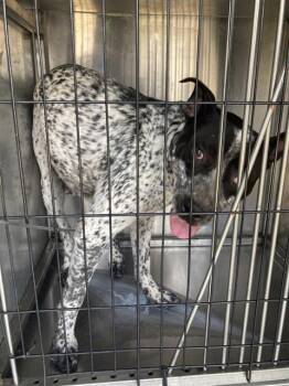 Rescue Mixed Breed Dogs for Adoption in Dallas, Texas - OREO | PetCurious