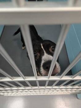 Rescue Pit Bull Terrier Dogs for Adoption in Portsmouth, Virginia - Missy | PetCurious