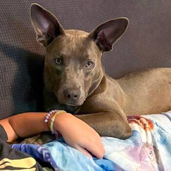 Terrier Dogs Available for Adoption in Des Moines, Iowa - Greyson | PetCurious