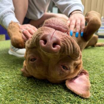 Lolly -  Pit Bull Terrier Dog for Adoption in Pembroke, Massachusetts - Lolly | PetCurious