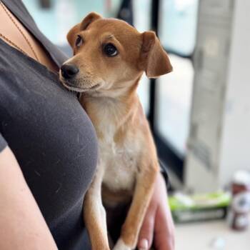 Willow -  Chihuahua Dog for Adoption in Chico, California - Willow | PetCurious