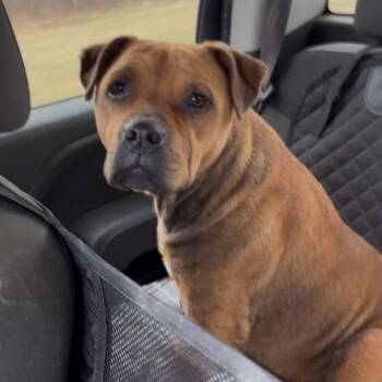Rescue Pit Bull Terrier Dogs for Adoption in Wichita, Kansas - Nallawalla | PetCurious