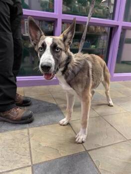 61686946 -  Mixed Breed Dog for Adoption in El Paso, Texas - 61686946 | PetCurious