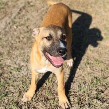 Shepherd Dogs Available for Adoption in Austin, Texas - Darlene FJ | PetCurious
