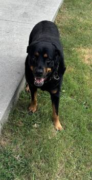 Olivia.J -  Rottweiler Dog for Adoption in Dallas, Texas - Olivia.J | PetCurious