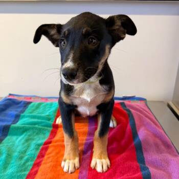 IVHS-Stray-140320 -  Shepherd Dog for Adoption in San Gabriel, California - IVHS-Stray-140320 | PetCurious