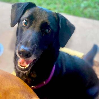 Bailey Joy -  Black Labrador Retriever Dog for Adoption in Grand Bay, Alabama - Bailey Joy | PetCurious