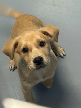 Maple (Lucky and Maple) -  Labrador Retriever Dog for Adoption in Hartsville, South Carolina - Maple (Lucky And Maple) | PetCurious