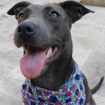 Stormy -  American Staffordshire Terrier and Blue Lacy Dog for Adoption in Mooresville, North Carolina - Stormy | PetCurious