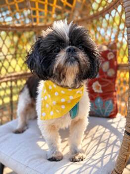Oreo Little Big Guy -  Shih Tzu and Maltese Dog for Adoption in Friendswood, Texas - Oreo Little Big Guy | PetCurious