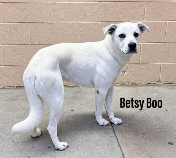 Betsy Boo -  Great Pyrenees Dog for Adoption in Clearfield, Kentucky - Betsy Boo | PetCurious
