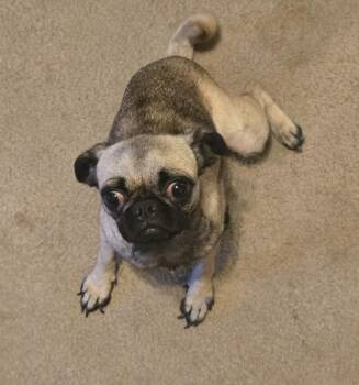 Anahi -  Pug Dog for Adoption in Mesa, Arizona - Anahi | PetCurious