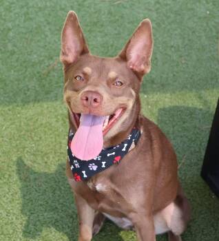 Cairo -  Mixed Breed Dog for Adoption in Athens, Georgia - Cairo | PetCurious