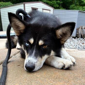 Sashka 1939 -  Mixed Breed Dog for Adoption in Columbus, Georgia - Sashka 1939 | PetCurious