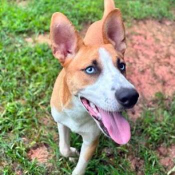 Theodore -  Mixed Breed Dog for Adoption in Calverton, New York - Theodore | PetCurious