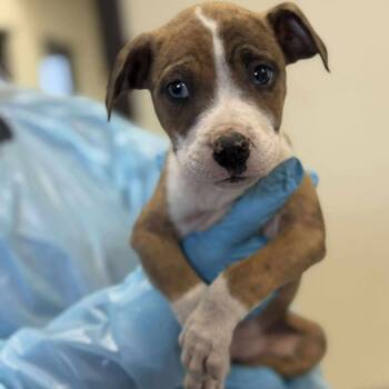 Pit Bull Terrier and Catahoula Leopard Dog Dogs Available for Adoption - Clancy | PetCurious
