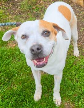 MONI - Needs a foster/forever home -  Labrador Retriever and Staffordshire Bull Terrier Dog for Adoption in Birmingham, Michigan - MONI - Needs A Foster/forever Home | PetCurious