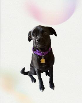 Zuma -  Pug and Terrier Dog for Adoption in Seal Beach, California - Zuma | PetCurious