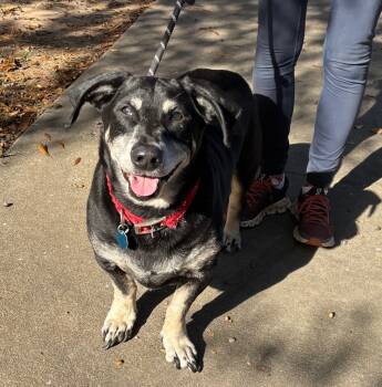 Rescue Basset Hound Dogs for Adoption in Little Rock, Arkansas - Bobbie | PetCurious